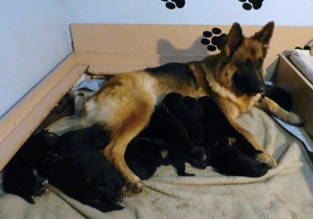 german shepherd whelping